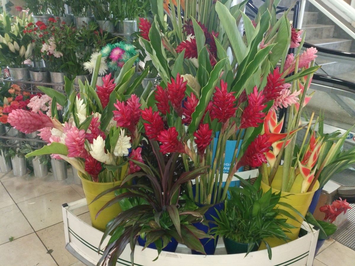 Red Ginger Heliconia